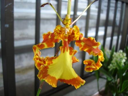 Hilo orchid at Orchid show